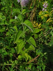 Mentha longifolia