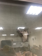 Pipistrellus abramus