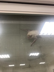 Pipistrellus abramus