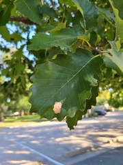 Tischeria quercitella