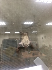 Pipistrellus abramus