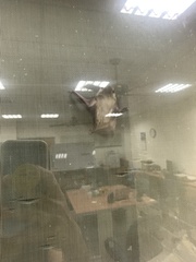 Pipistrellus abramus