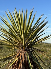 Yucca faxoniana