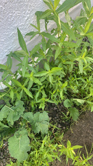 Stachys palustris