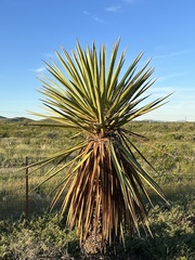 Yucca faxoniana