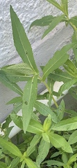 Stachys palustris