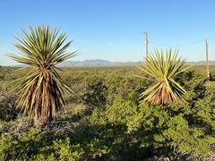 Yucca faxoniana