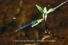Erythromma lindenii