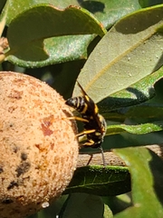 Euodynerus foraminatus