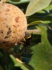 Euodynerus foraminatus