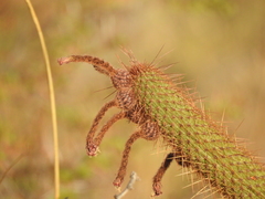 Cleistocactus buchtienii