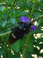 Mallophora leschenaulti