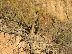 Cleistocactus buchtienii