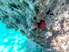 Actinia mediterranea