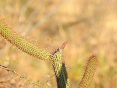 Cleistocactus buchtienii