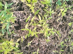 Sphagneticola trilobata