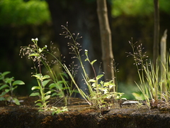 Eragrostis unioloides