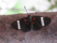 Melanis hillapana