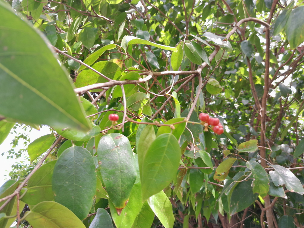 Cleistanthus hylandii