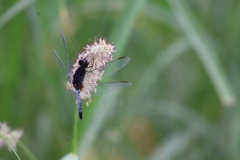 Erythrodiplax basifusca