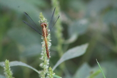 Erythrodiplax basifusca