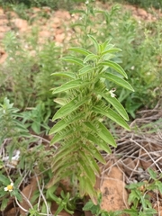 Andrographis echioides