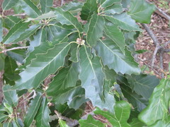 Quercus prinoides