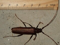 Xystrocera virescens