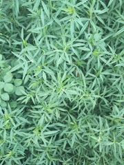 Stylosanthes