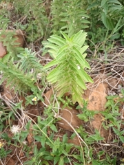 Andrographis echioides