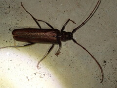 Xystrocera virescens