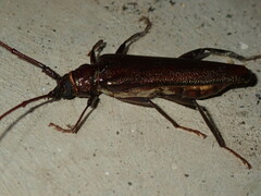 Xystrocera virescens