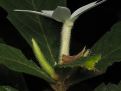 Atractocarpus hirtus