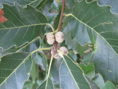Quercus prinoides