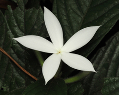 Atractocarpus hirtus