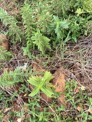 Andrographis echioides
