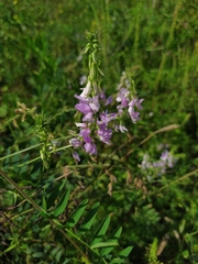 Galega officinalis