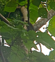 Rubigula flaviventris