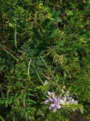 Galega officinalis