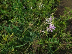 Galega officinalis