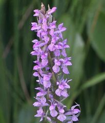 Dactylorhiza