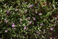 Spergularia marina