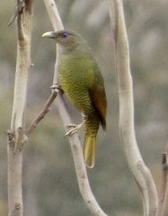 Ptilonorhynchus violaceus