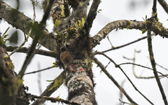 Lepidocolaptes lacrymiger