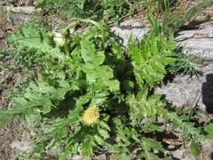 Cirsium erisithales