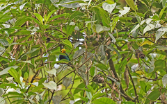 Chlorochrysa nitidissima