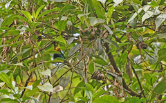Chlorochrysa nitidissima