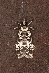 Scoparia exhibitalis