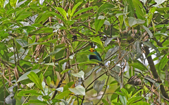 Chlorochrysa nitidissima