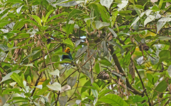 Chlorochrysa nitidissima
